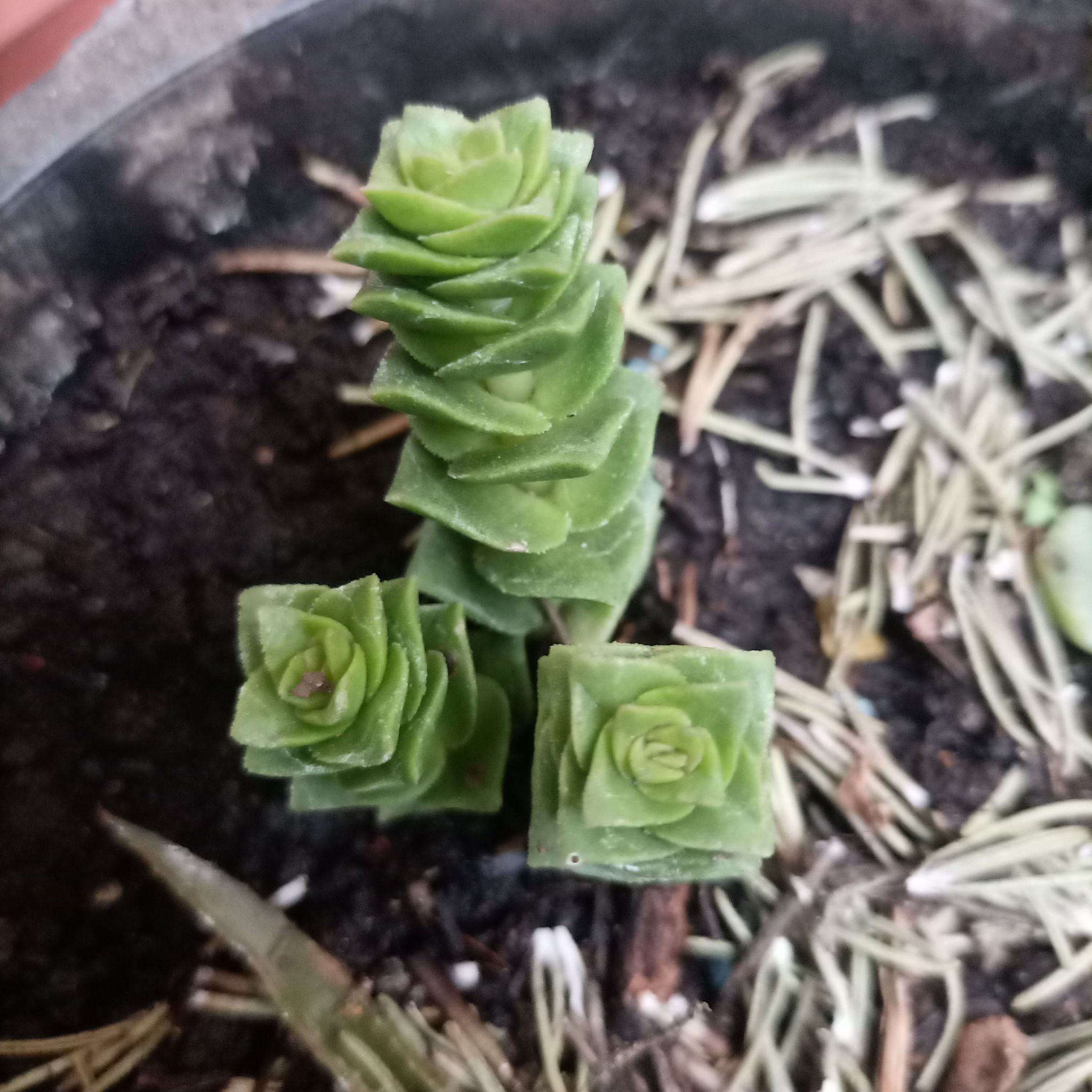 Photo of the plant species Green Pagoda by @GutsyHardykiwi named Bodhi on Greg, the plant care app