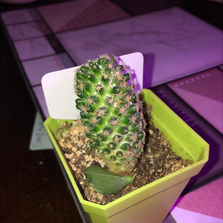 Moon Cactus plant photo by @Katiesoasis named Teacup on Greg, the plant care app.
