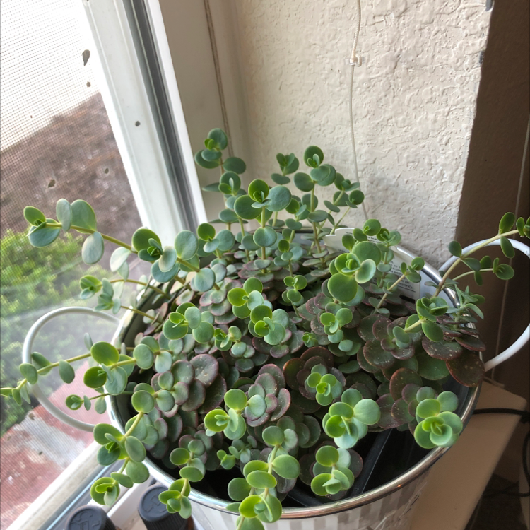 Photo of the plant species Lime Sparkler by @Katiesoasis named Calysta on Greg, the plant care app