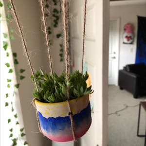 Sedum Sarmentosum plant photo by @Katiesoasis named Balloon on Greg, the plant care app.
