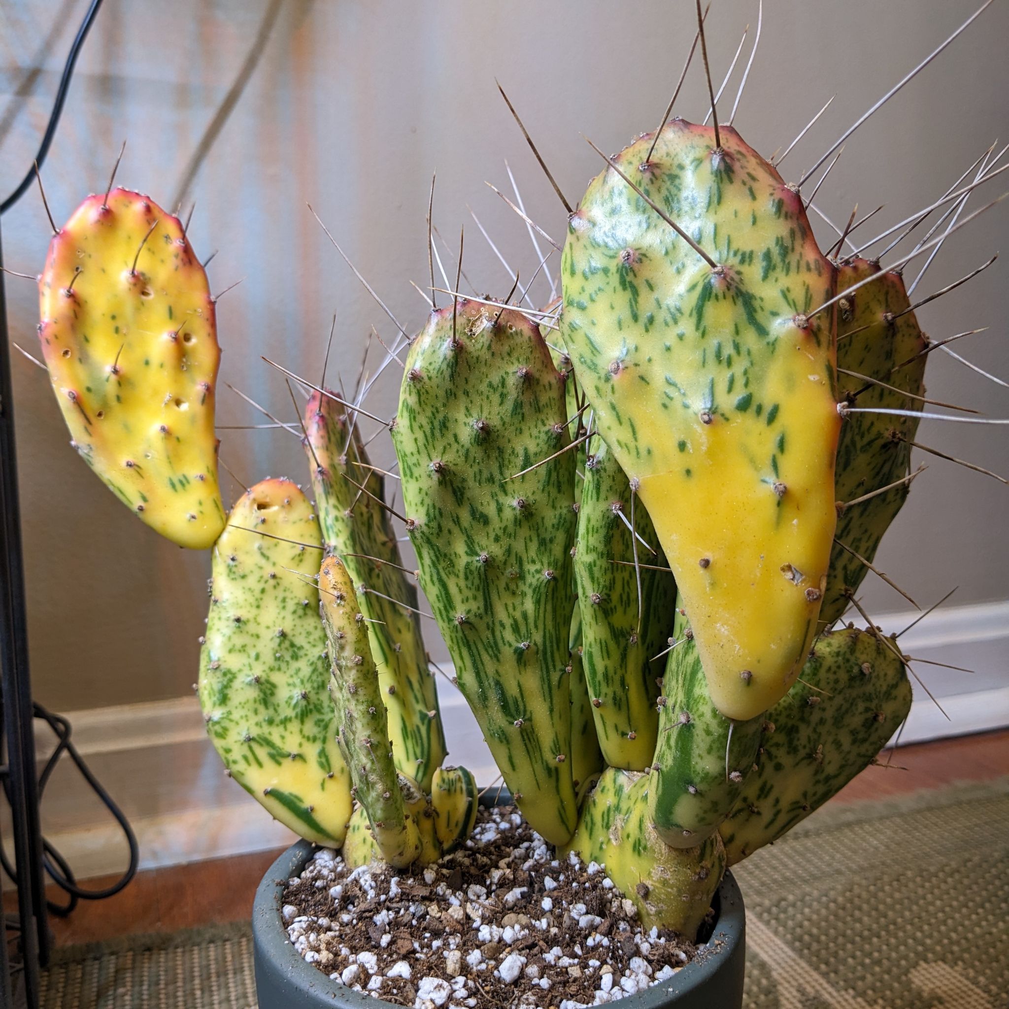 Photo of the plant species Warm Hand Cactus by @SolidHemlock named Sunny on Greg, the plant care app