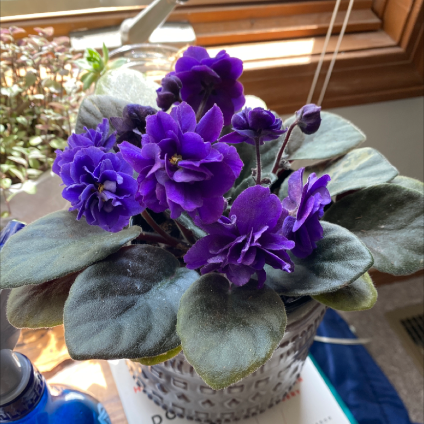 African Violet plant photo by Emma named Violet on Greg, the plant care app.