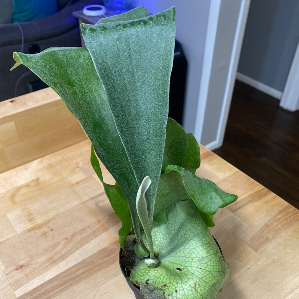 Photo of the plant species Platycerium Alcicorne by @ChrisGig23 named Stag on Greg, the plant care app