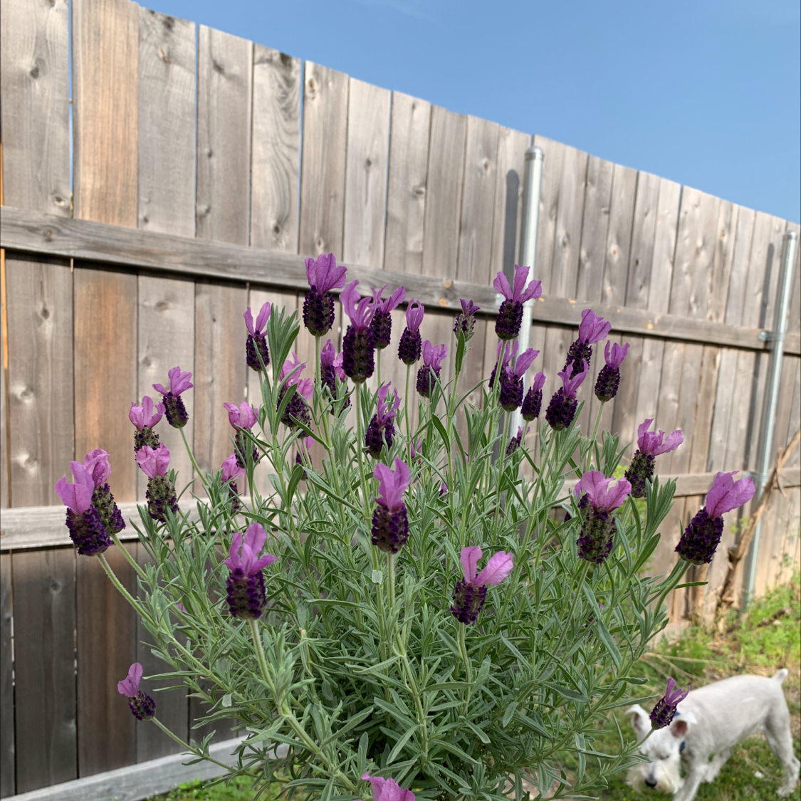 Lavender plant with vibrant purple flowers in front of a wooden fence.