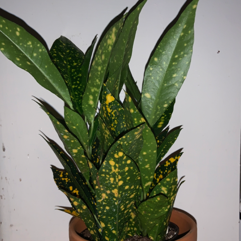 Gold Dust Croton plant photo by @cassieb named nancy on Greg, the plant care app.