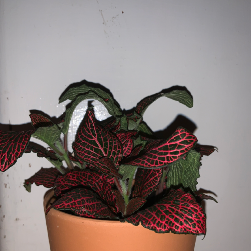 Photo of the plant species Pink Wave Nerve Plant by @cassieb named alexandria on Greg, the plant care app