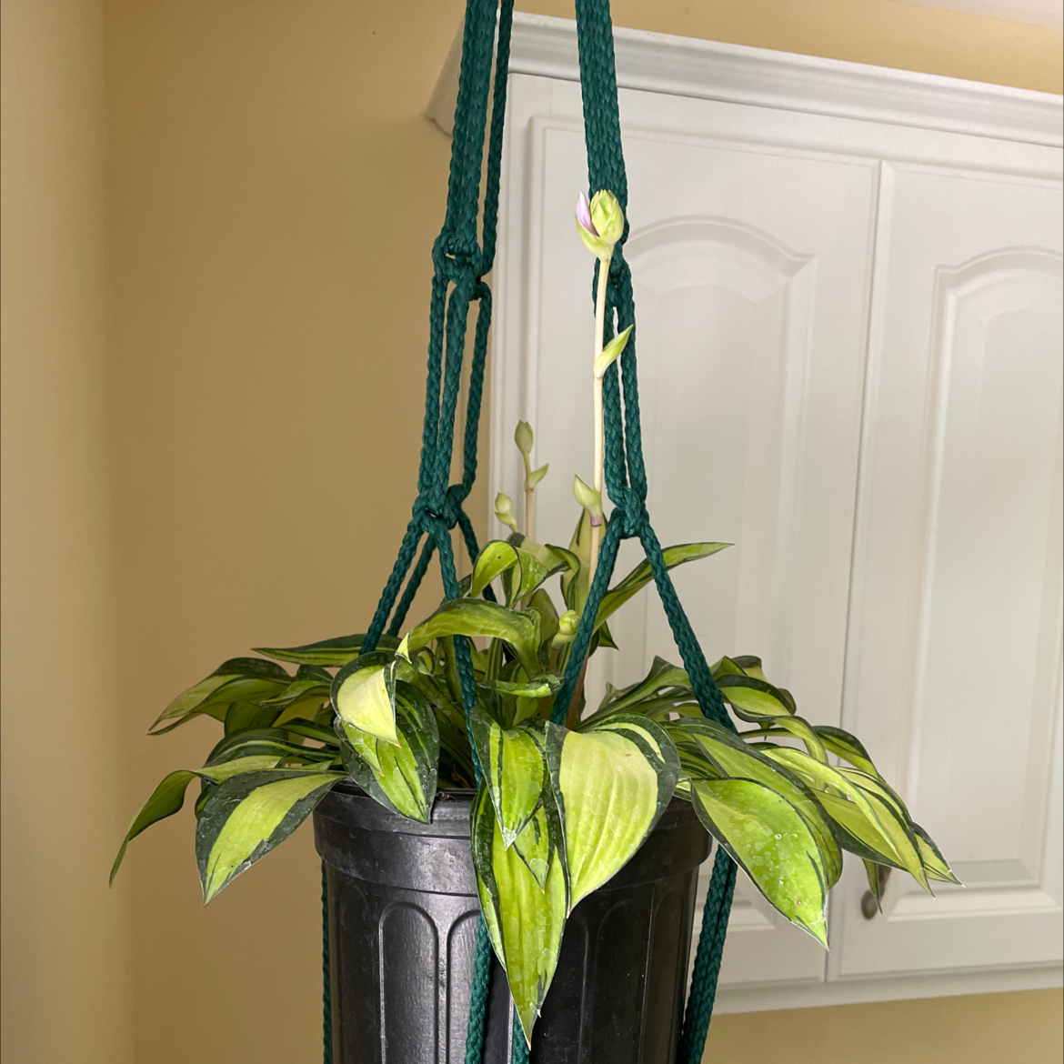 Plantain Lily in a hanging pot with variegated leaves and a flowering stalk.