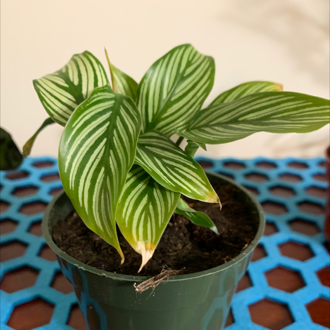 Calathea Vittata plant in a small pot with distinctive white-striped leaves.