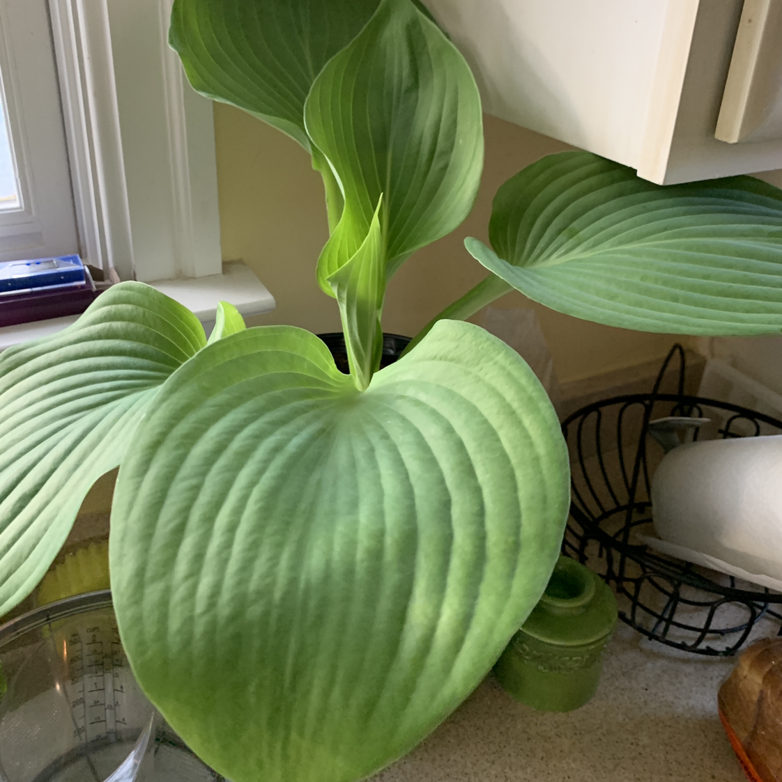 Healthy Siebold's Plantain Lily with large, green leaves in a well-lit indoor setting.