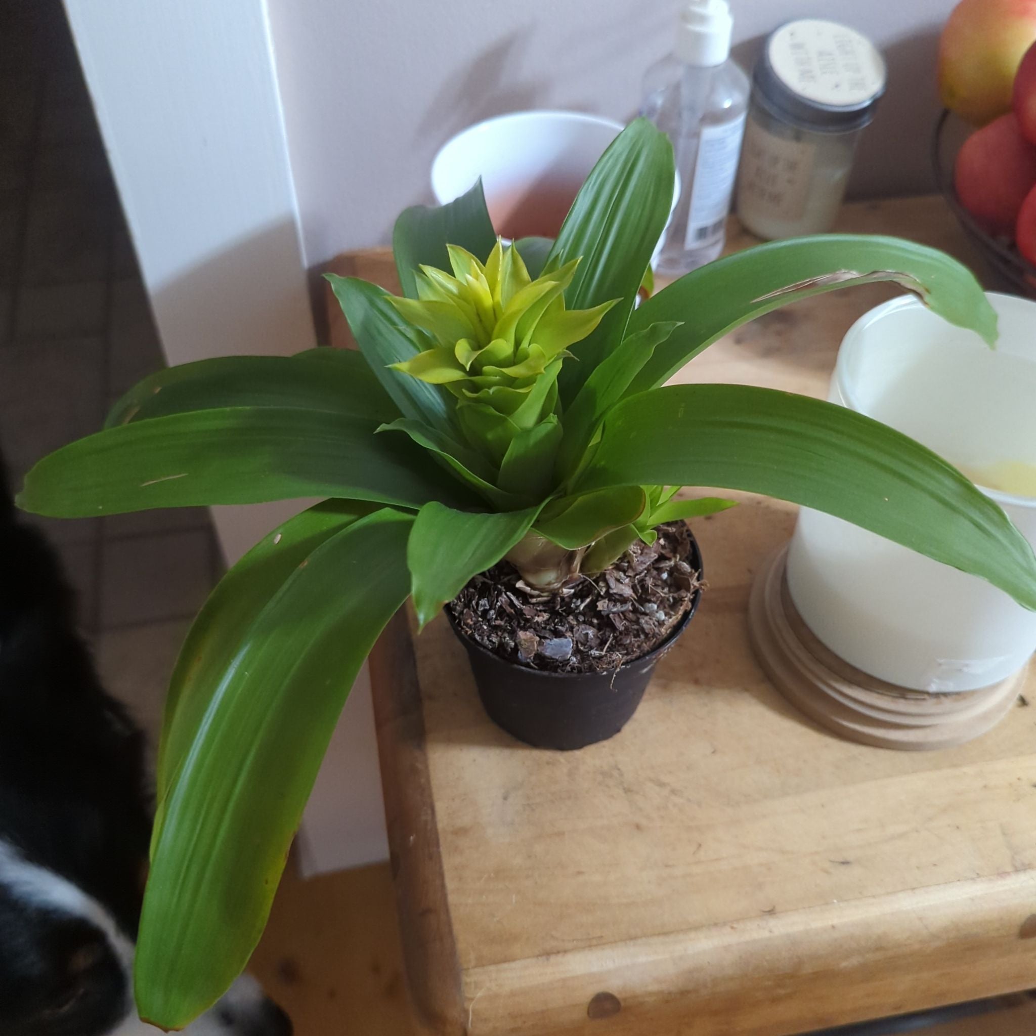 Guzmania Bromeliad plant in a small pot with vibrant green leaves and a central yellow inflorescence.