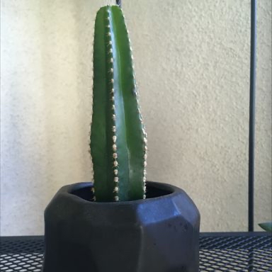 Photo of the plant species Mexican Fence Post Cactus by @Shubagi named OOOEEE🥒 on Greg, the plant care app