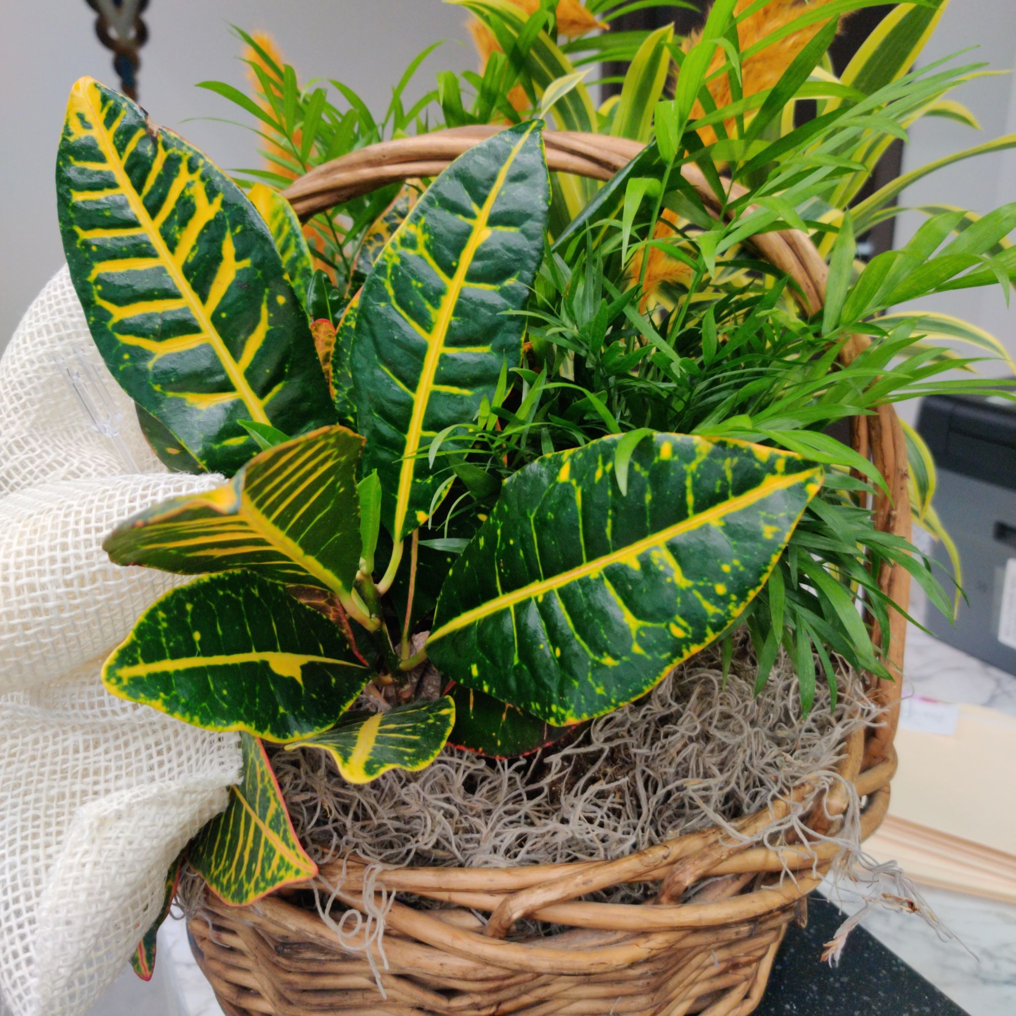 Photo of the plant species Gold Dust Croton by @pleasedntdie named Desk Plant on Greg, the plant care app