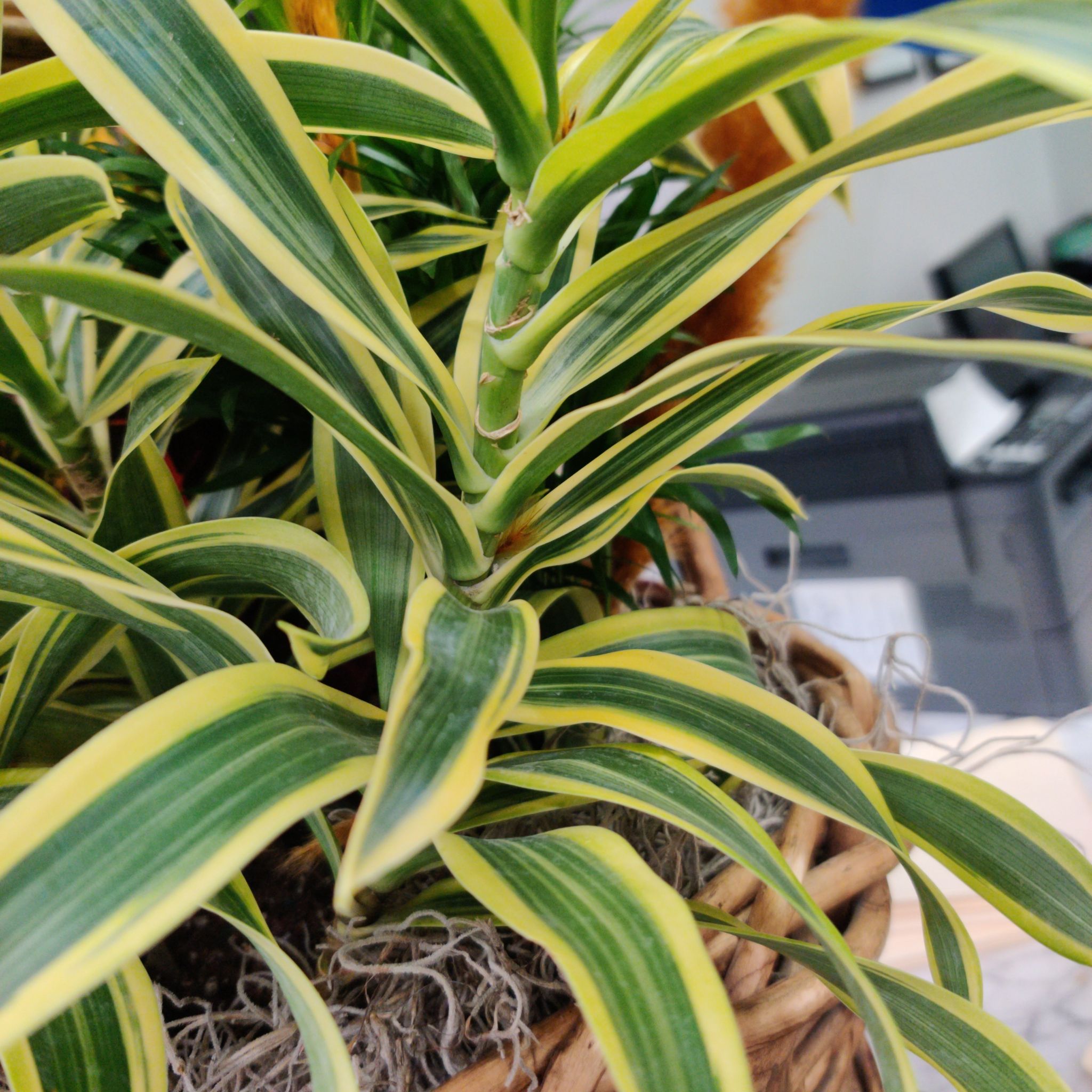 Photo of the plant species Song of India by @pleasedntdie named Desk Plant on Greg, the plant care app