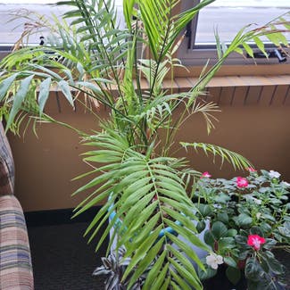 Parlour Palm plant in Beaverton, Michigan