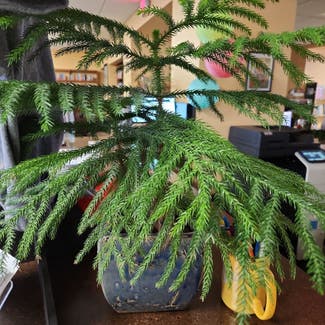 Norfolk Island Pine plant in Beaverton, Michigan