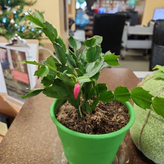 False Christmas Cactus plant in Beaverton, Michigan