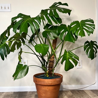 Monstera plant in Watertown, Connecticut