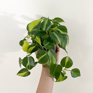 Heartleaf Philodendron plant in Watertown, Connecticut