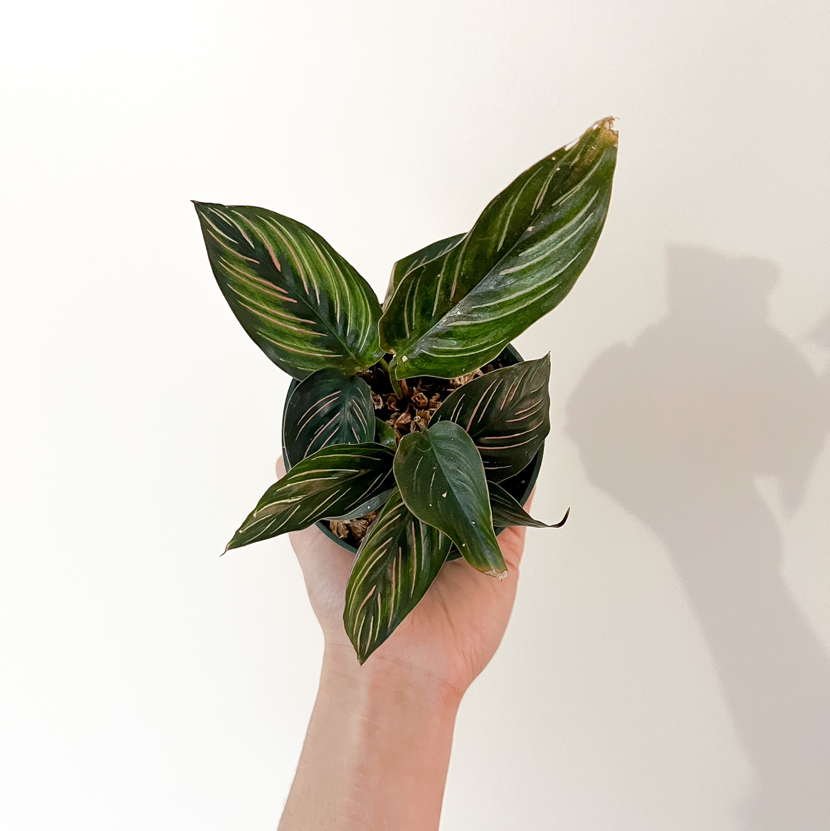 Pinstripe Calathea plant photo by @wildpurplechild named Zoë on Greg, the plant care app.