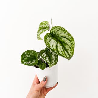 Silver Satin Pothos plant in Watertown, Connecticut