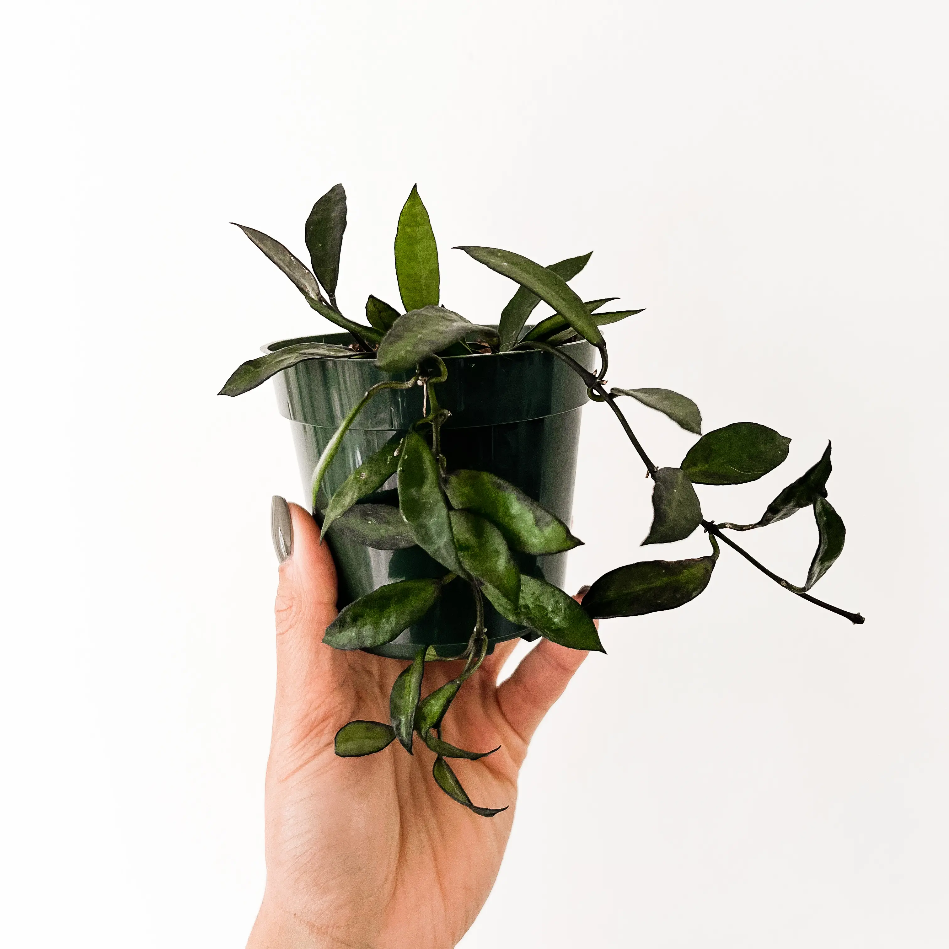 A healthy Hoya lacunosa plant in a pot, held by a hand.