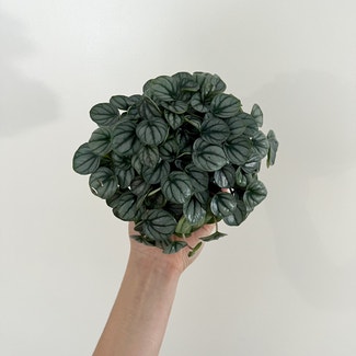 Peperomia 'Napoli Nights' plant in Watertown, Connecticut