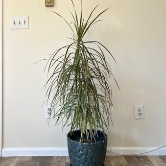 Dragon Tree plant in Watertown, Connecticut