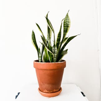 Snake Plant plant in Watertown, Connecticut