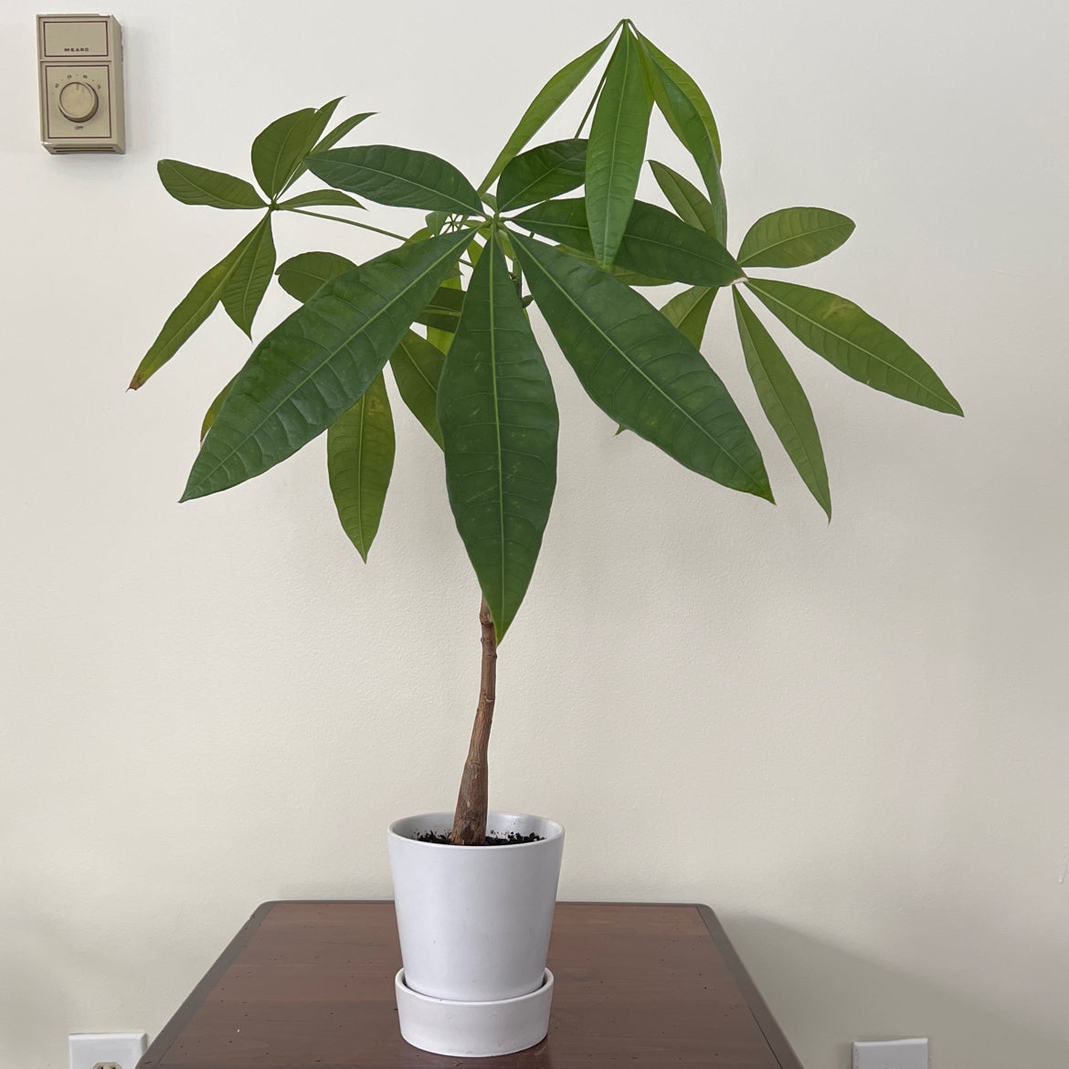 Money Tree plant photo by @wildpurplechild named Queenie on Greg, the plant care app.