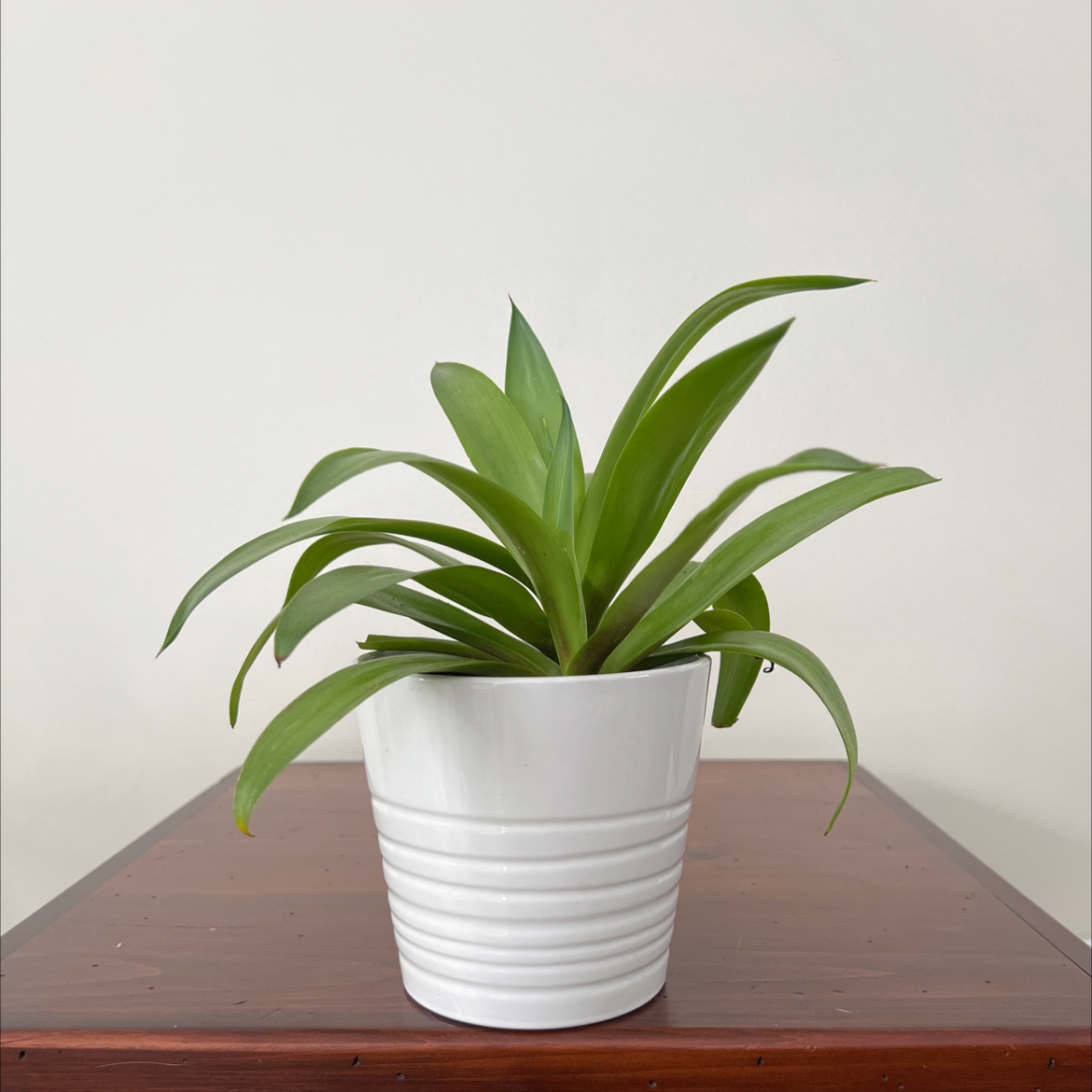 Photo of the plant species King of the Agaves by @wildpurplechild named Coco on Greg, the plant care app