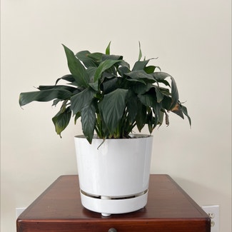 Peace Lily plant in Watertown, Connecticut