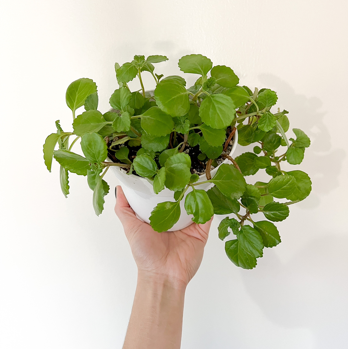 Photo of the plant species Swedish Ivy by @wildpurplechild named Gobi on Greg, the plant care app