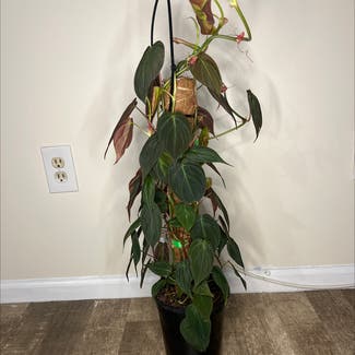 Philodendron Micans plant in Watertown, Connecticut