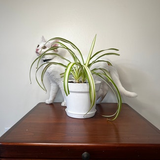 Spider Plant plant in Watertown, Connecticut
