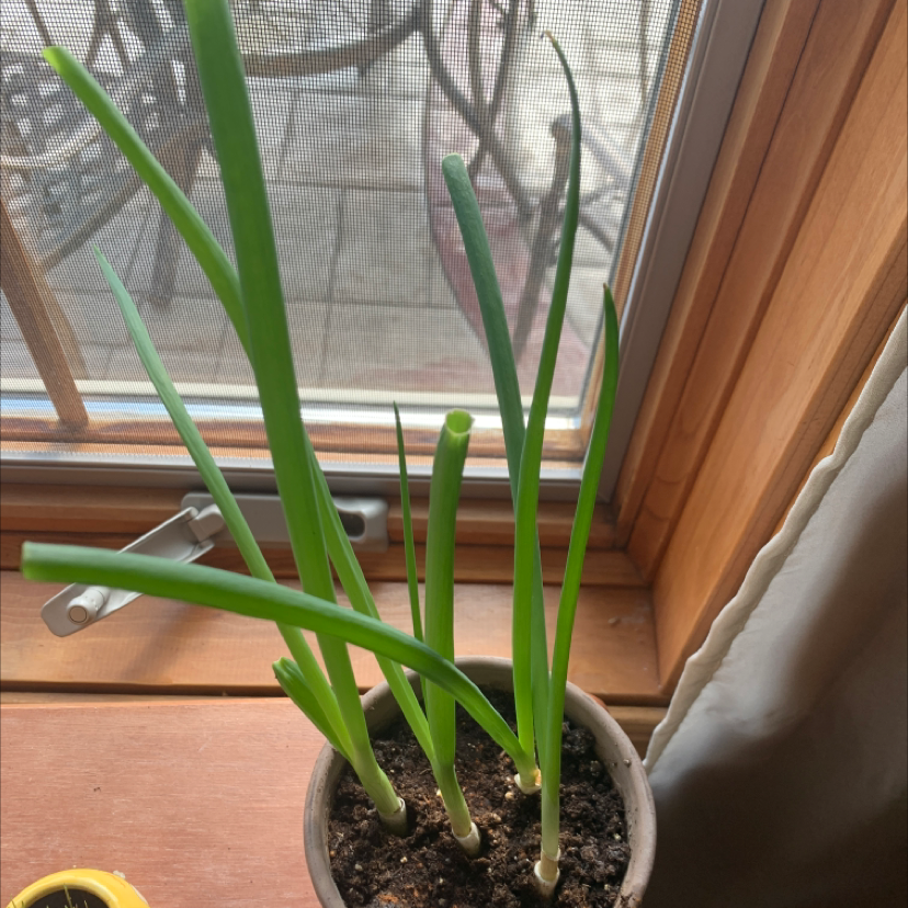 Potted Long Green Onion plant on a windowsill with healthy green leaves and visible soil.