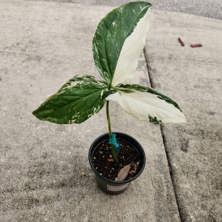 Photo of the plant species Syngonium Albo by Tenderquince named Treyarch on Greg, the plant care app
