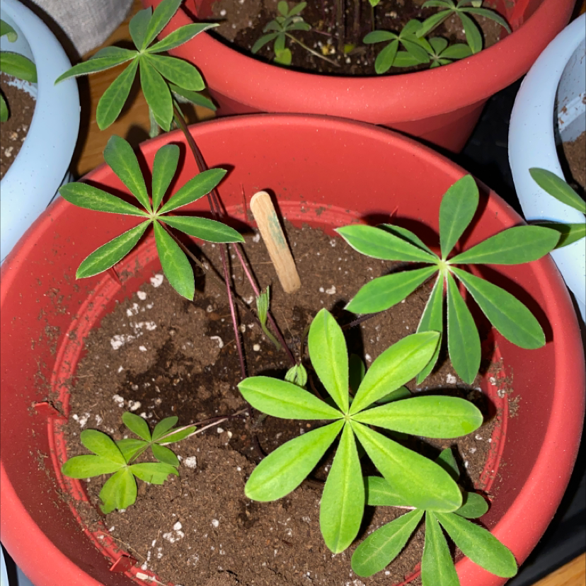 Big-Leaved Lupine plant in a red pot with healthy green leaves and visible soil.