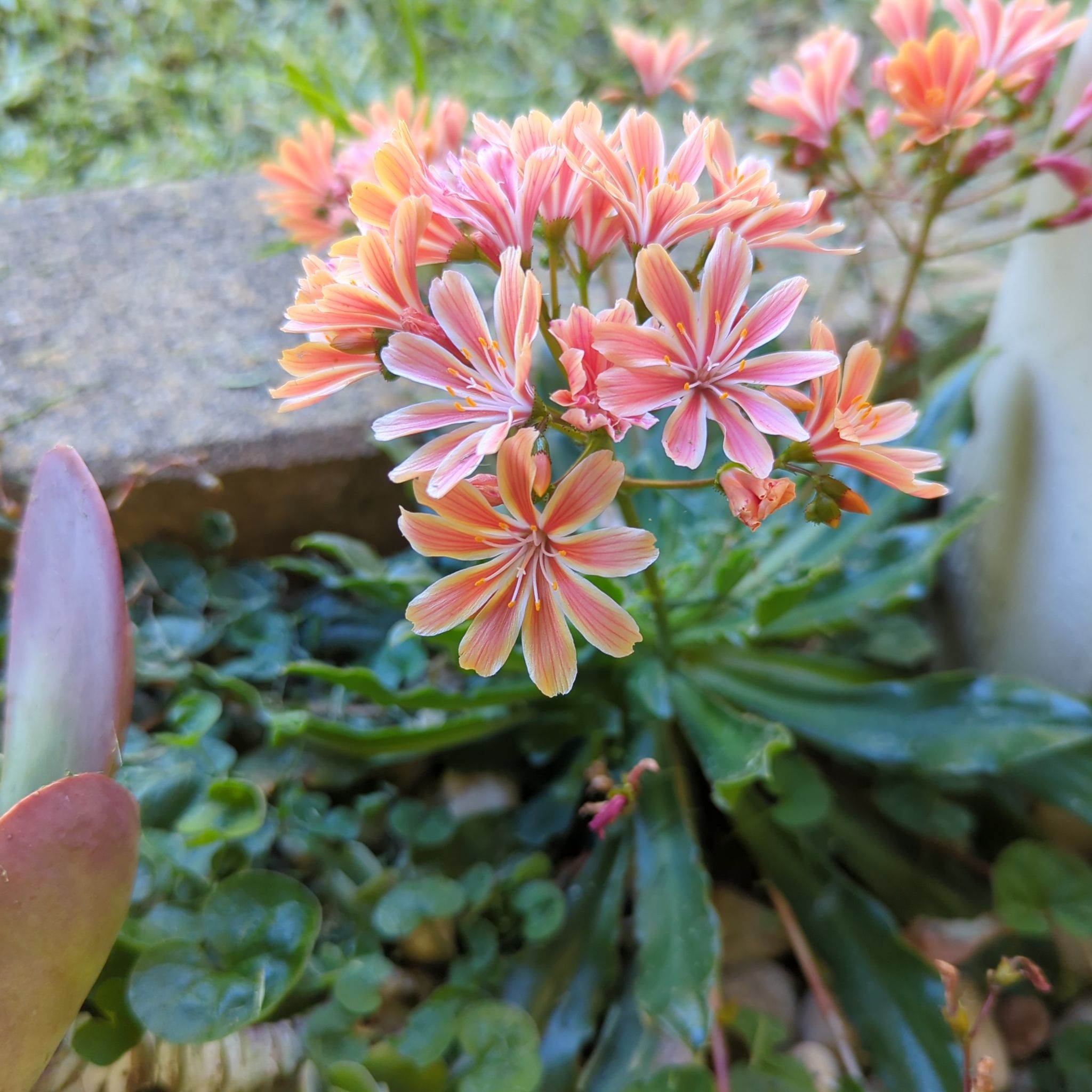 Flowering Cliff Maids plant with vibrant pink and orange striped flowers.