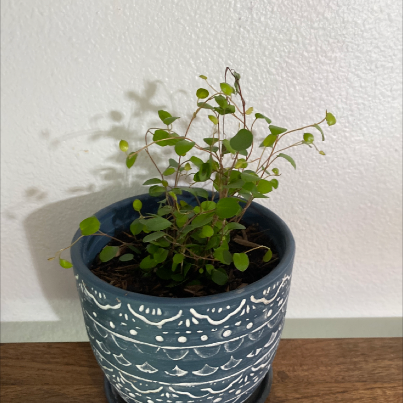 Sprawling Wirevine plant in a decorative pot with visible soil, healthy green leaves.