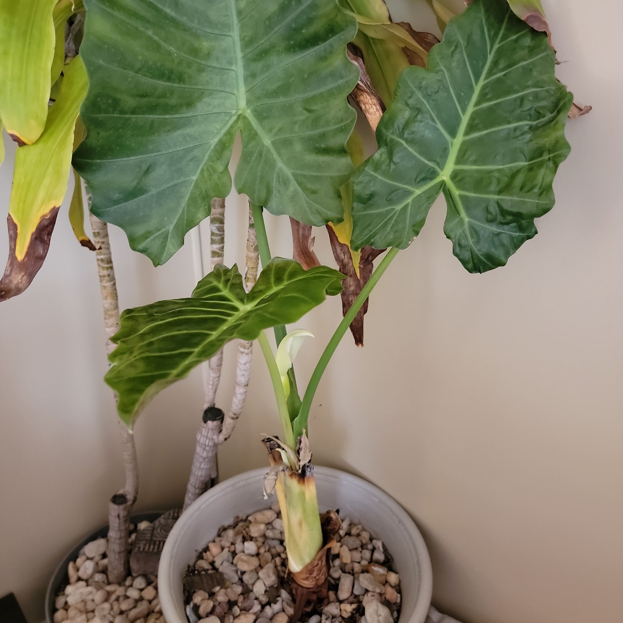 Photo of the plant species Elephant Ear by @DollComet named Mayan Mask on Greg, the plant care app