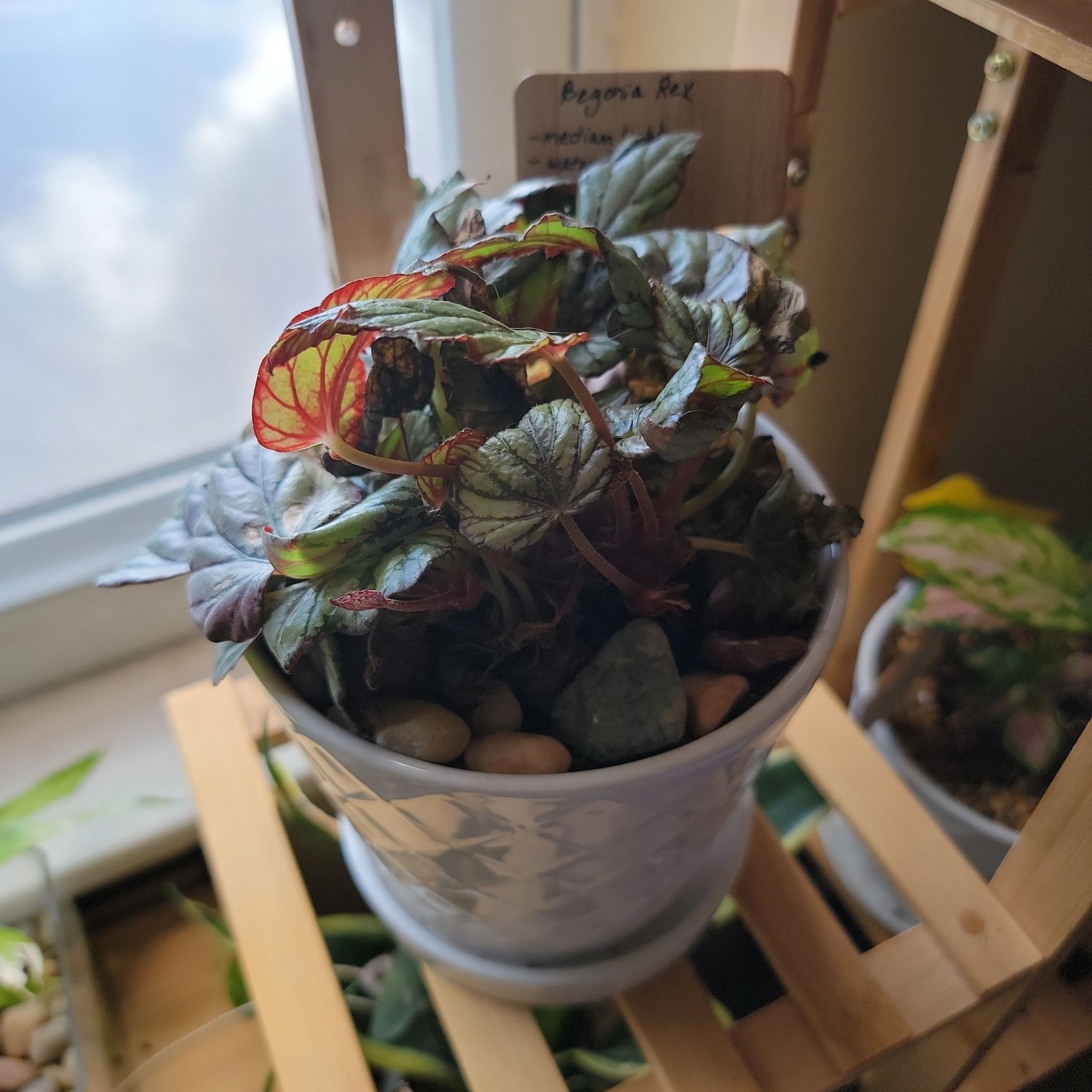 Photo of the plant species begonia rex by @DollComet named Begonia Rex on Greg, the plant care app