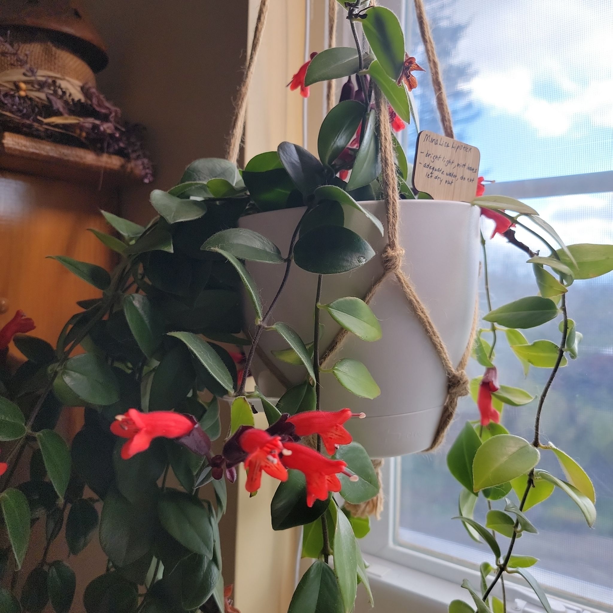Lipstick Plant in a white hanging pot with vibrant red flowers and healthy green leaves near a window.