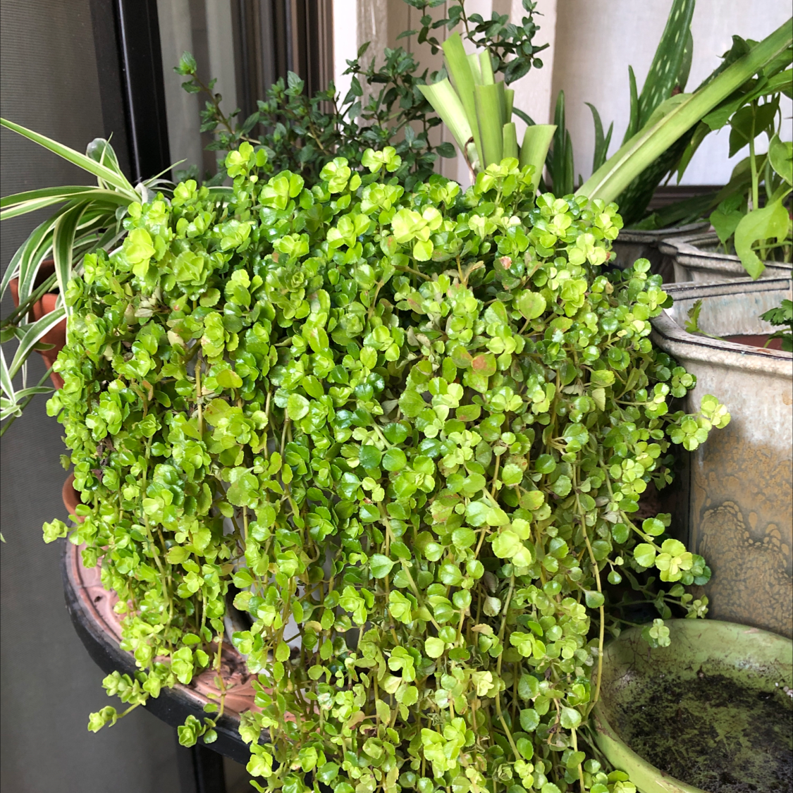 Healthy Creeping Jenny plant with small, round leaves cascading from a pot, surrounded by other plants.