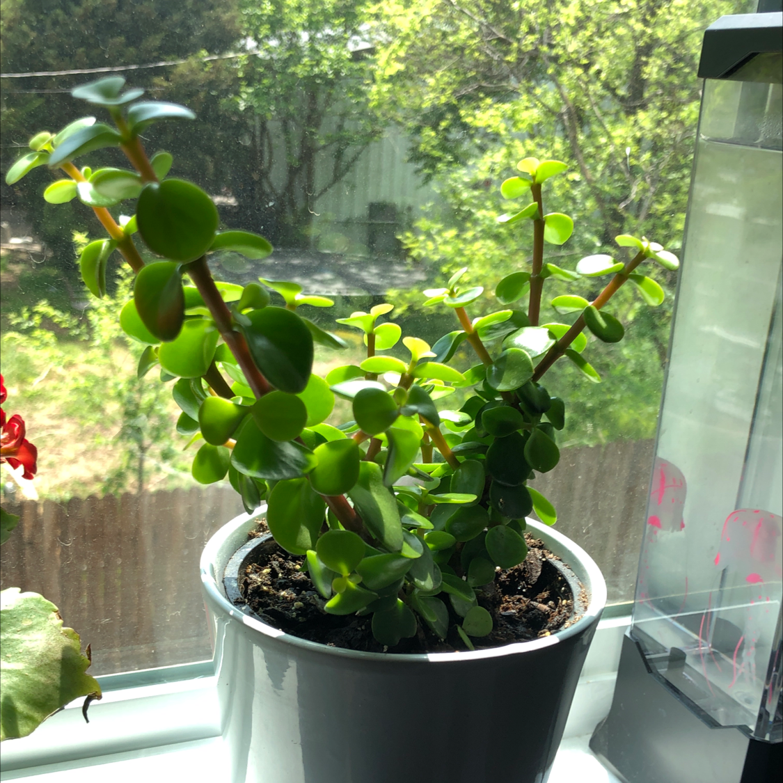 Porkbush plant photo by @DisNotAndrew named Brushy on Greg, the plant care app.