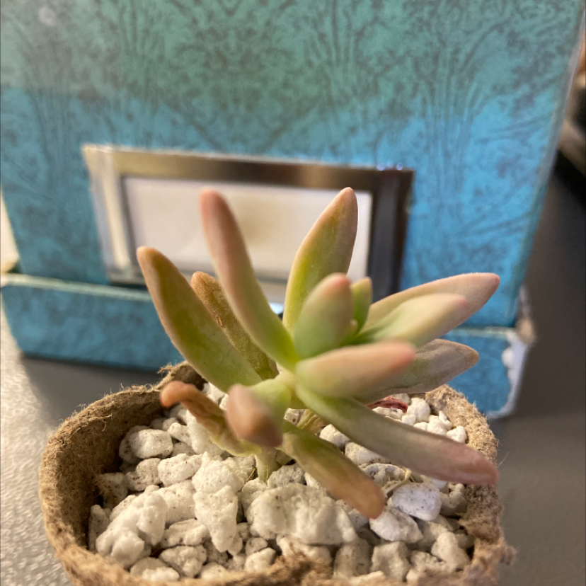 Photo of the plant species Graptosedum 'Francesco Baldi' by @Hobbit named Francesco Baldi on Greg, the plant care app