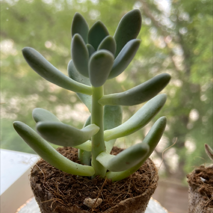 Photo of the plant species Belle Blue by @Hobbit named Denali on Greg, the plant care app