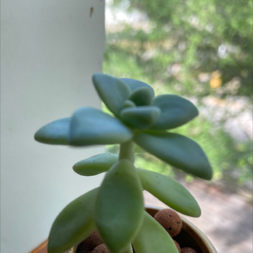 Photo of the plant species Beautiful Graptopetalum by @Hobbit named Achilles on Greg, the plant care app