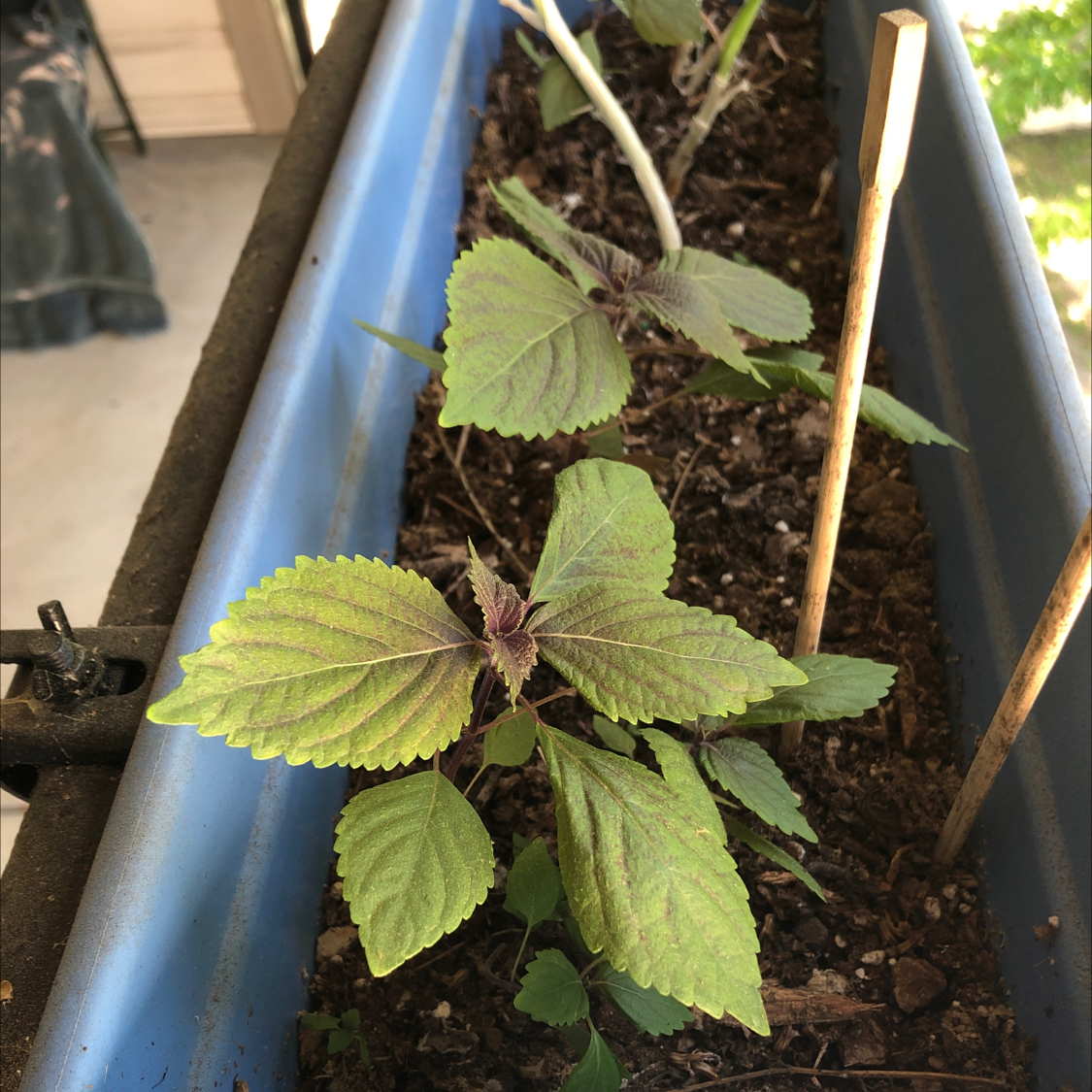 Beefsteak Plant in a rectangular planter with visible soil and healthy leaves.
