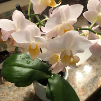 Phalaenopsis Orchid plant in Kirkland, Washington