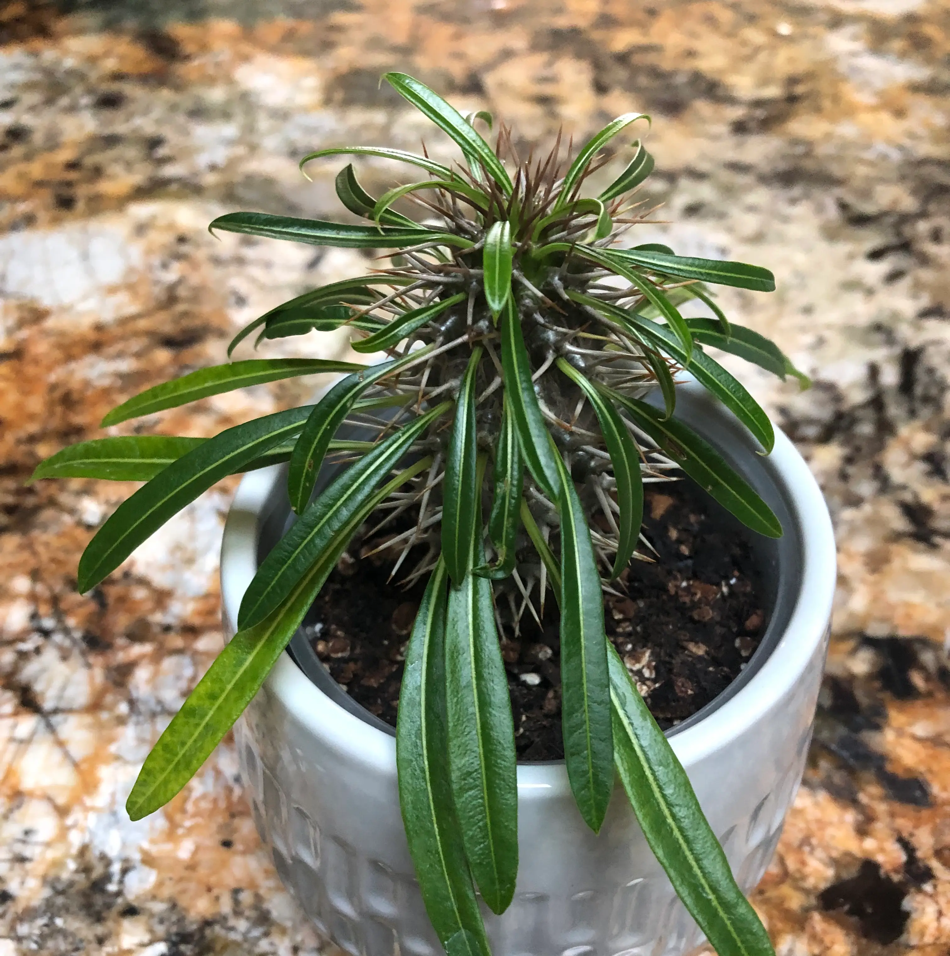 Madagascar Palm (Pachypodium lamerei) in a white pot with visible soil, healthy green leaves.